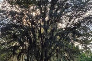 Savannah-10