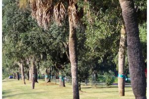 Savannah-11