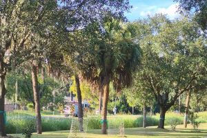 Savannah-12